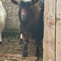 Becco nano tibetano