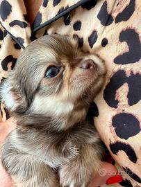 Chihuahua mini PL femmina