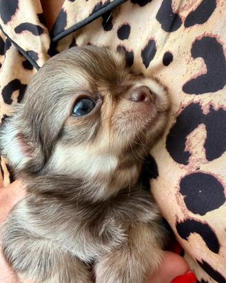 Chihuahua mini PL femmina