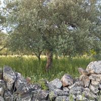 Alberi di olive 