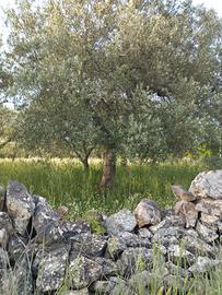 Alberi di olive 