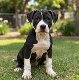 cucciolo di Pit Bull ukc