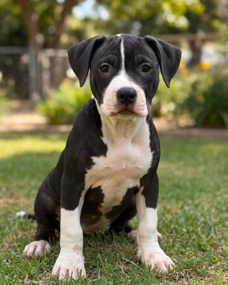 cucciolo di Pit Bull ukc