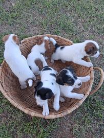 Jack russell