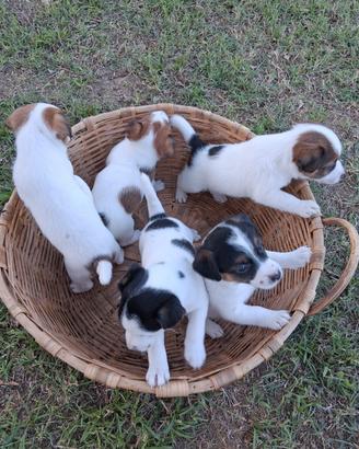 Jack russell