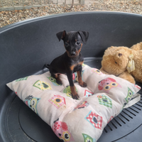Pinscher nani