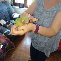 Pappagallo Inseparabile