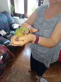 Pappagallo Inseparabile