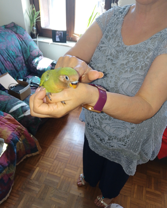 Pappagallo Inseparabile