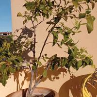 Piante Ligustro e Viburnum ottime per siepe o albe