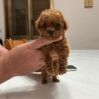 Barboncino Red Teacup cuccioli