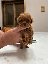 Barboncino Red Teacup cuccioli