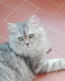 Gatto persiano certosin