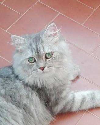 Gatto persiano certosin