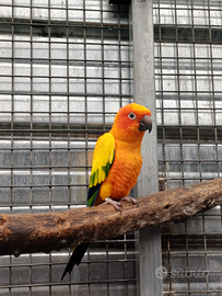 Conuro del sole maschio