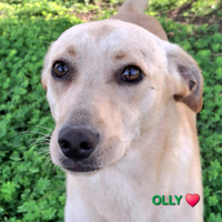 Olly cucciolo futura taglia media