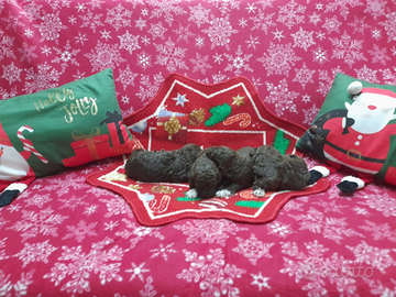 Cuccioli Lagotto romagnolo pedigree Roy