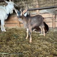 Capre duplice attitudine: latte e carne