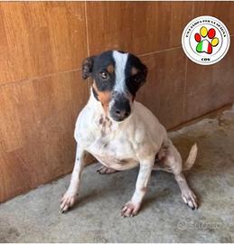 SAKURA piccola Bodeguero