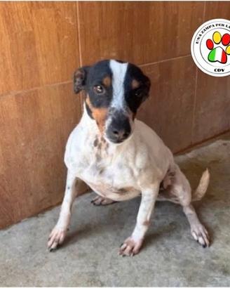 SAKURA piccola Bodeguero