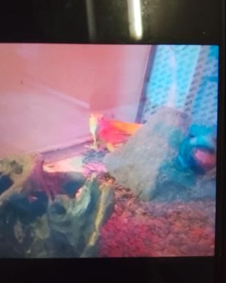 Iguana