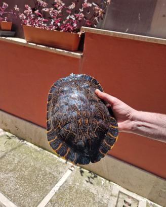 Tartarughe