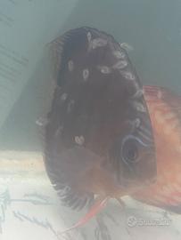 Coppia certa discus