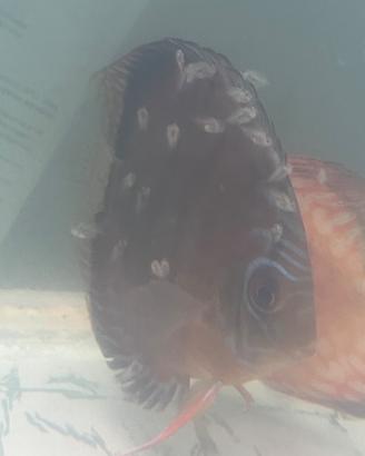 Coppia certa discus