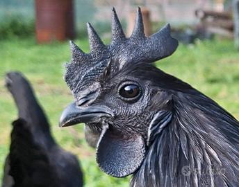 Ayam Cemani Gallina - Gallo