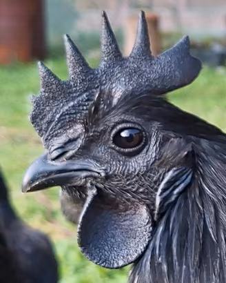 Ayam Cemani Gallina - Gallo