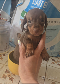 Bassotti nani/kaninken