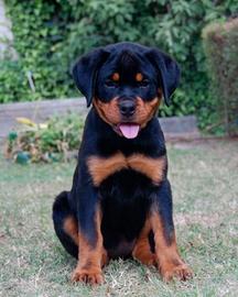 Rottweiler