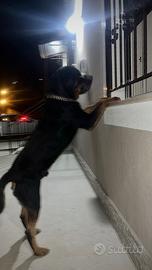 Rottweiler per monta