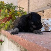 Cucciola di chihuahua