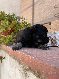 Cucciola di chihuahua