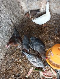 Galline araucana