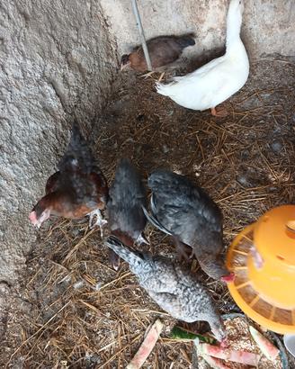 Galline araucana