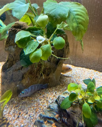 Pesci acquario