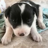 Cuccioli di Border Collie