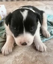 Cuccioli di Border Collie