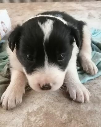 Cuccioli di Border Collie
