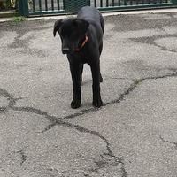 Cuccioli 6 mesi simil Labrador