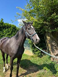 Cavallo