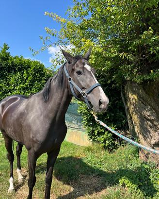 Cavallo