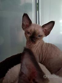 Nescafè Firephoenix, devon rex choco/point