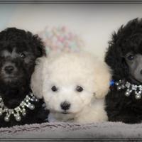 Cuccioli di Barboncino Toy Silver (Grigio Perla) -