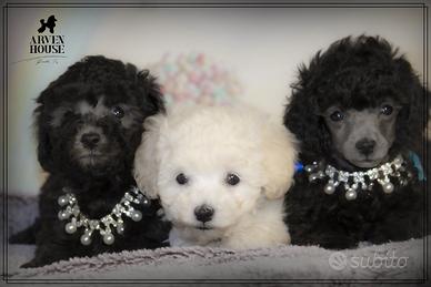 Cuccioli di Barboncino Toy Silver (Grigio Perla) -