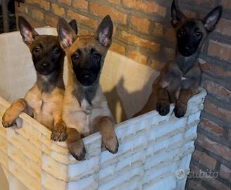 Cuccioli di pastore belga Malinois