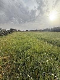 Terreno Agricolo