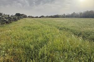 Terreno Agricolo